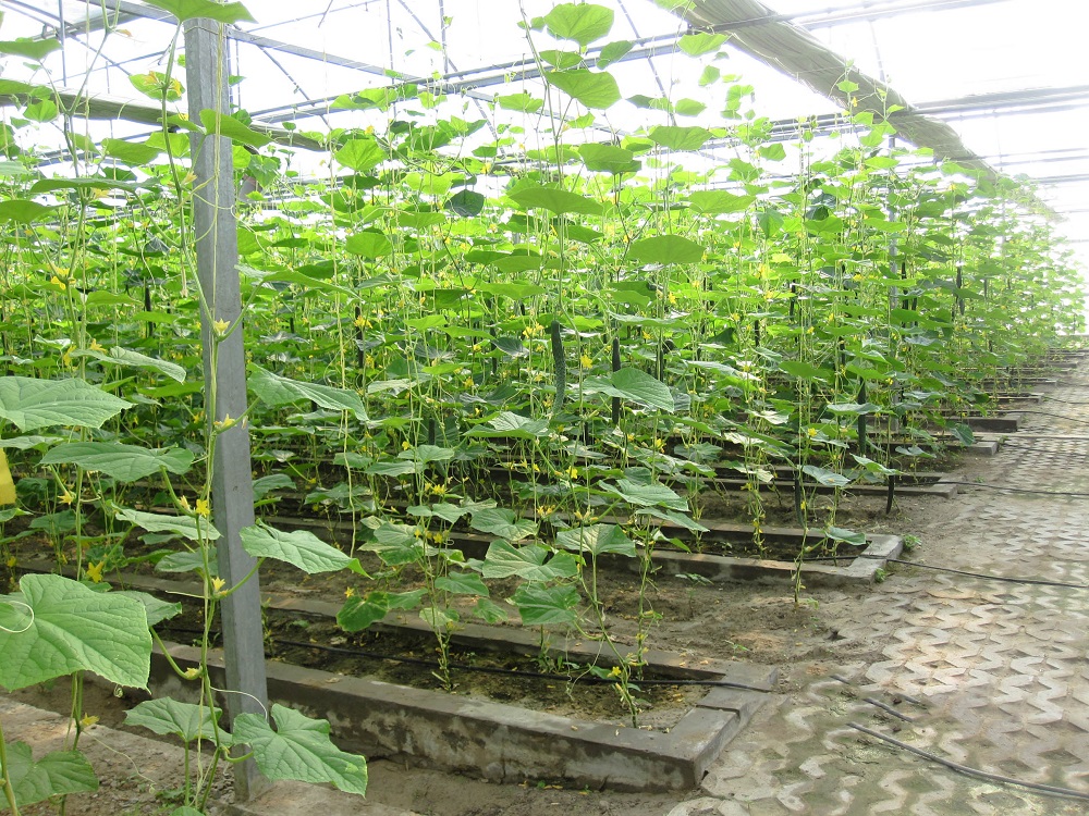 低温时段科学调控温室内的光、温、湿、气技术