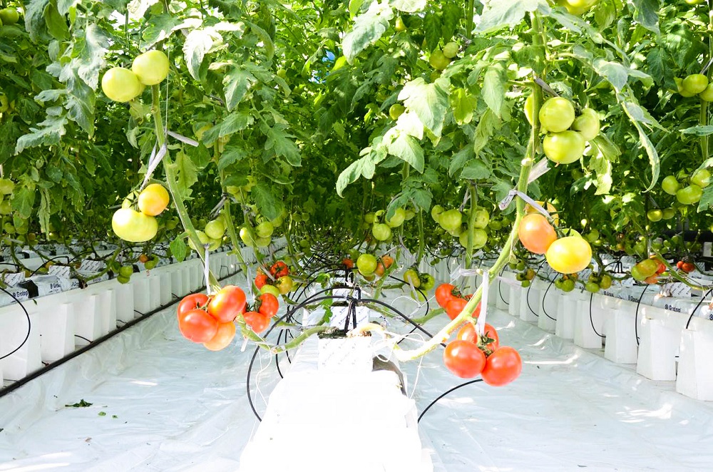 温室大棚番茄栽培技术要点