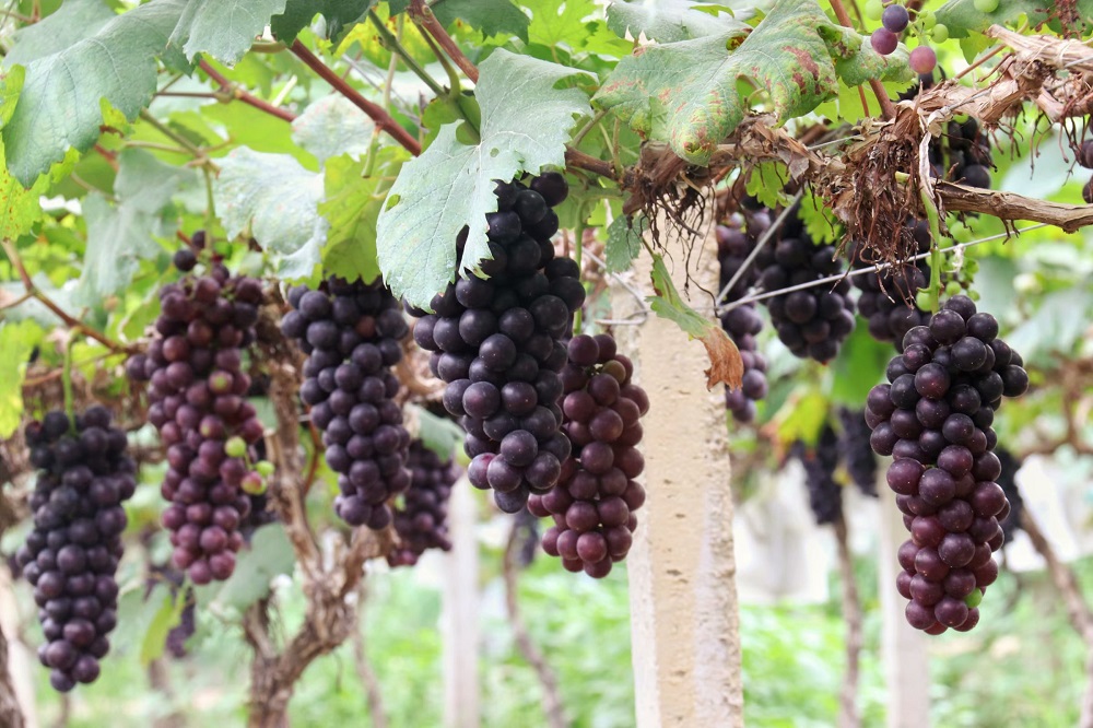 温室葡萄种植修剪技术要点