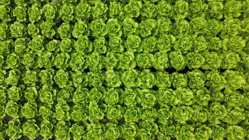 温室大棚冬季生菜栽培管理技术