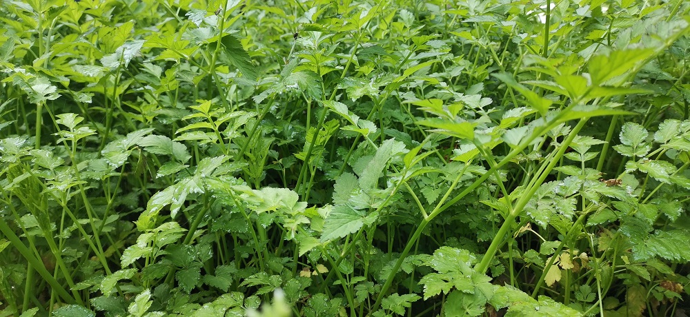冬季温室大棚..适宜种植的几种蔬菜