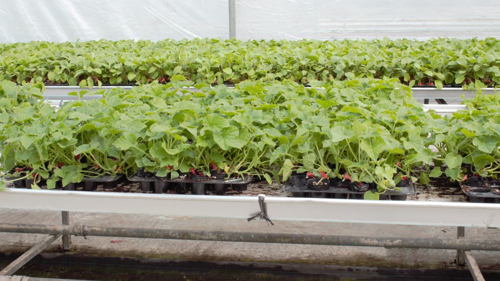 如何预防大棚蔬菜冬春季低温：？