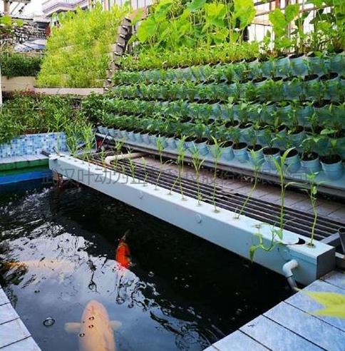 本期聊聊关于四川鱼菜共生的知识