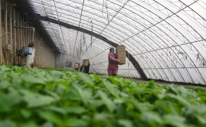 关于四川温室大棚加温技术应用