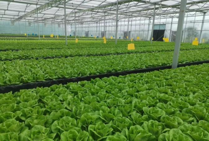 日光温室生菜四川管道水培技术