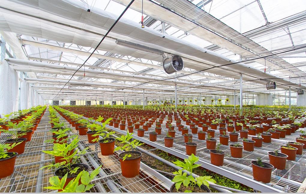 重庆管道水培展示