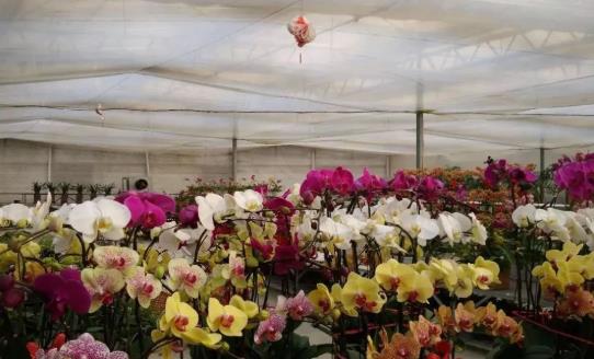 四川花卉大棚怎么管理？大棚花卉种植的常见问题及对策