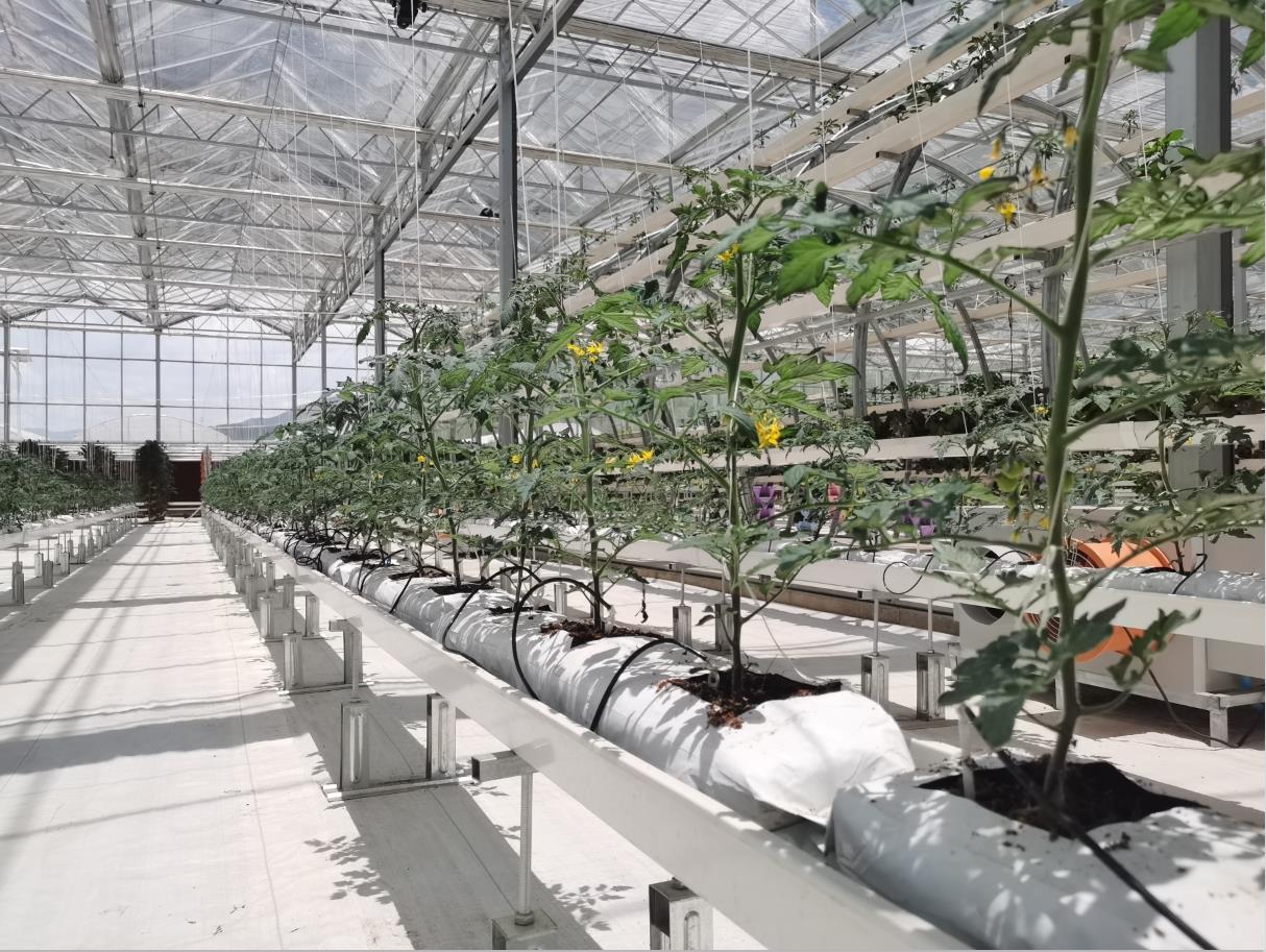 四川大棚种植厂家