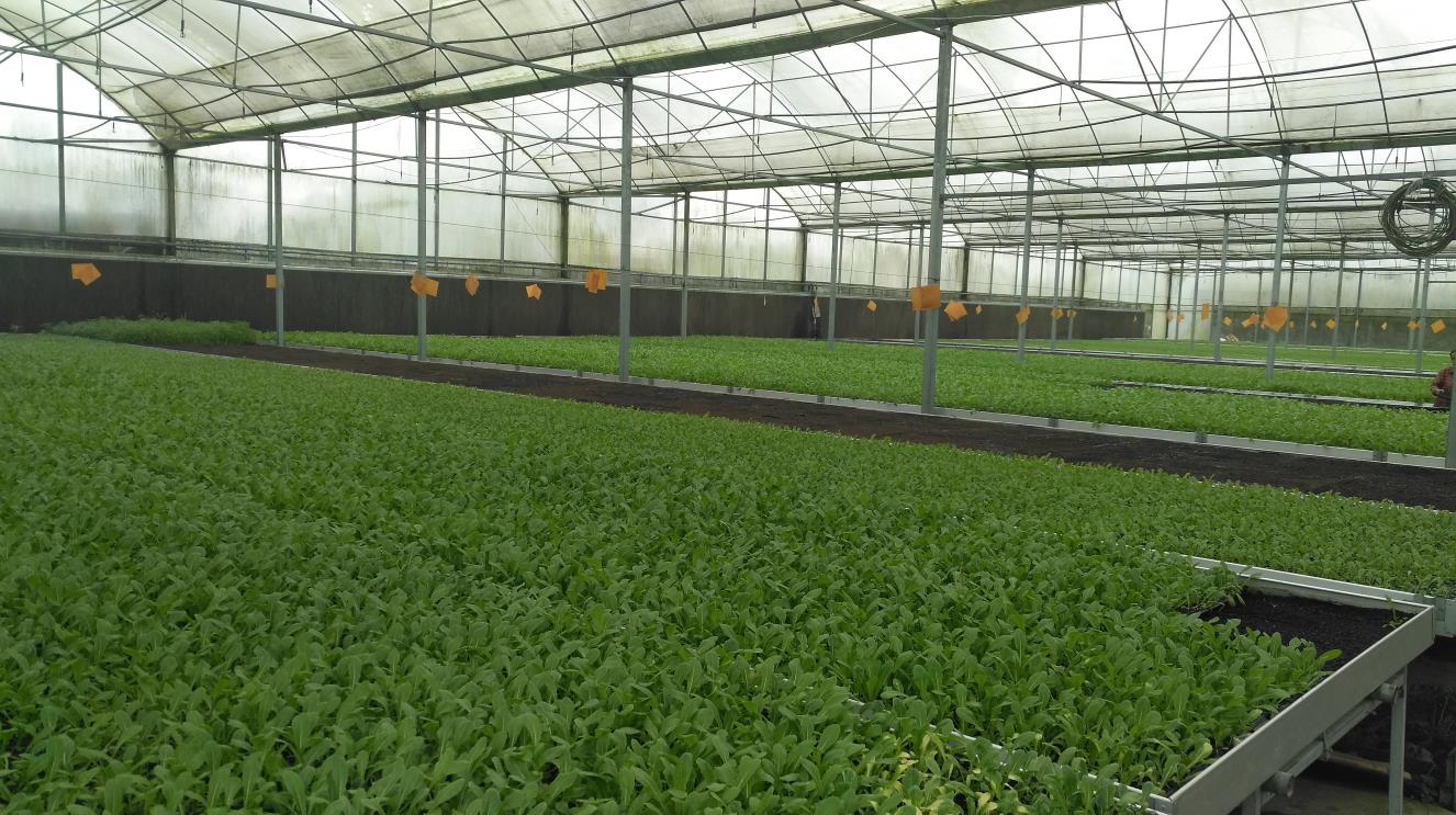 四川管道水培展示