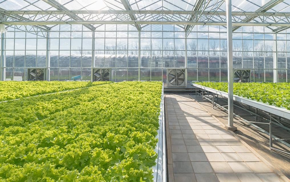 重庆管道水培展示