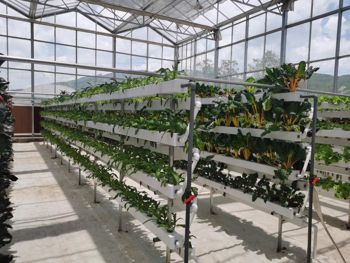 四川管道水培展示