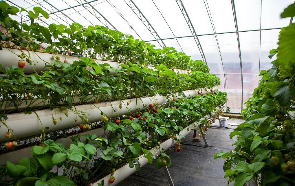 四川大棚种植产品展示