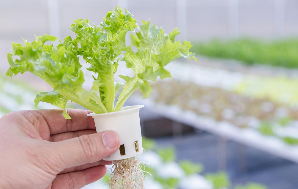 四川管道水培项目