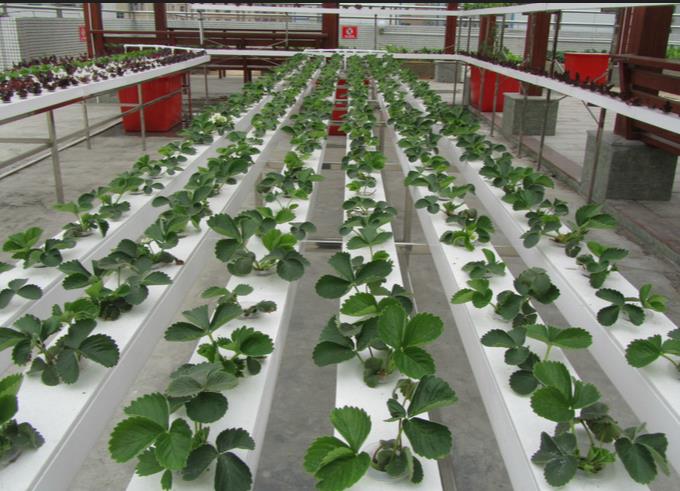 本周推荐；你知道关于四川无土栽培的知识吗?